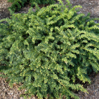 Cis pospolity Repandens Taxus baccata 2