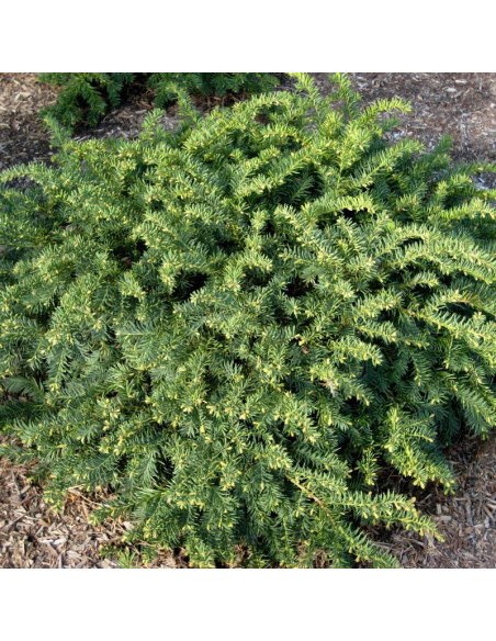 Taxus baccata Cis pospolity Repandens