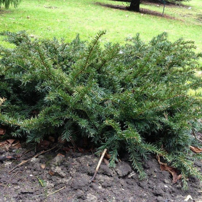 Repandens Cis pospolity Taxus baccata Repandens Cis pospolity Taxus baccata