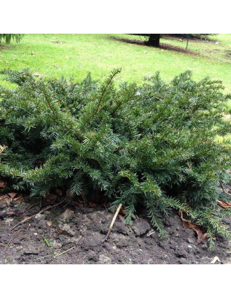 Repandens Cis pospolity Taxus baccata