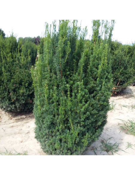 Cis pospolity Overeynderi Taxus baccata