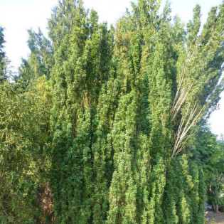 Cis pospolity Overeynderi Taxus baccata 2
