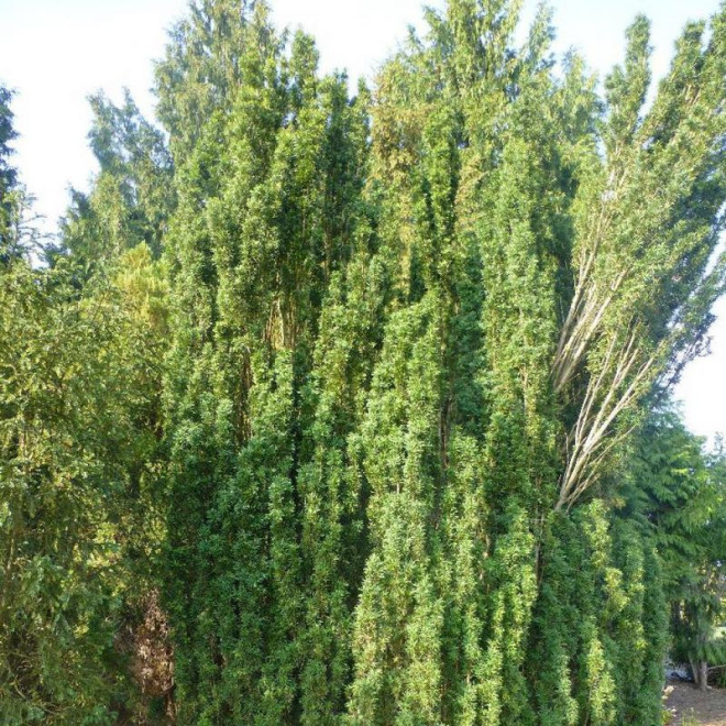 Taxus baccata Cis pospolity Overeynderi Taxus baccata Cis pospolity Overeynderi