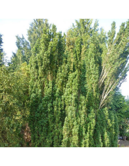 Taxus baccata Cis pospolity Overeynderi