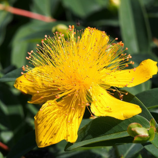 Dziurawiec kielichowaty Hypericum calycinum