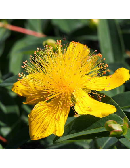 Dziurawiec kielichowaty Hypericum calycinum