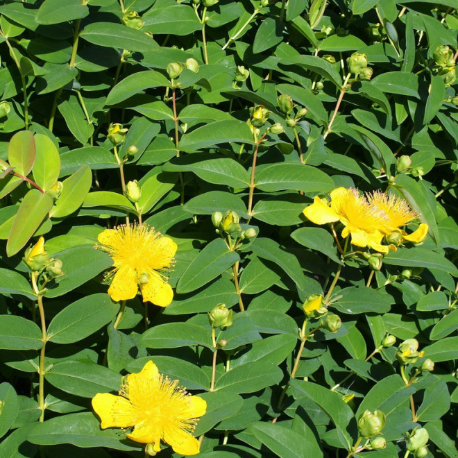 Hypericum calycinum Dziurawiec kielichowaty