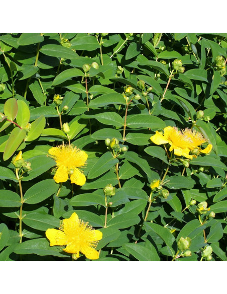 Hypericum calycinum Dziurawiec kielichowaty