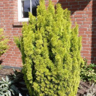Cis pospolity Fastigiata Aurea Taxus baccata