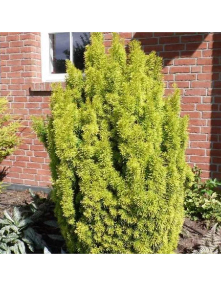 Cis pospolity Fastigiata Aurea Taxus baccata