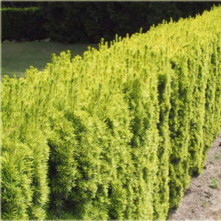 Cis pospolity Fastigiata Aurea Taxus baccata 2