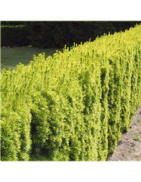 Taxus baccata Cis pospolity Fastigiata Aurea