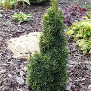 Cis pospolity Erecta Taxus baccata
