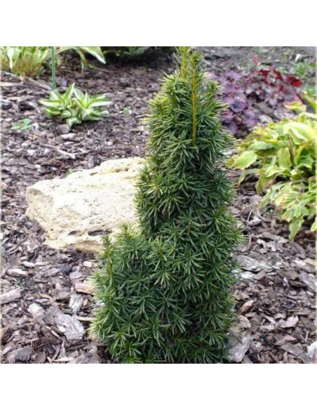 Cis pospolity Erecta Taxus baccata