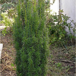 Cis pospolity Erecta Taxus baccata 2
