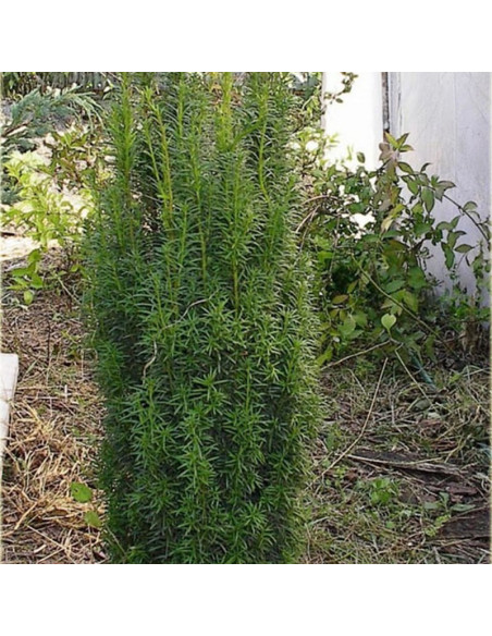 Taxus baccata Cis pospolity Erecta