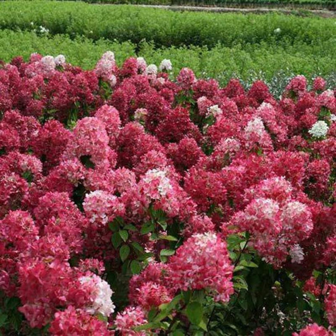 Hortensja bukietowa Diamant Rouge Hydrangea paniculata