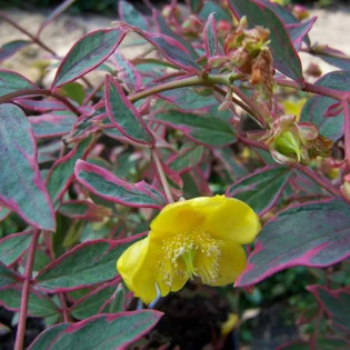 Dziurawiec Mosera Tricolor Hypericum ×moserianum 2