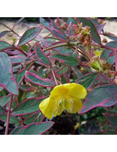 Hypericum ×moserianum Dziurawiec Mosera Tricolor