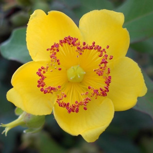 Dziurawiec Mosera Tricolor Hypericum ×moserianum