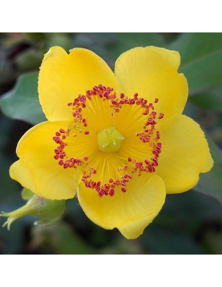 Dziurawiec Mosera Tricolor Hypericum ×moserianum