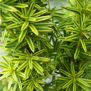 Cis pospolity David Taxus baccata 2