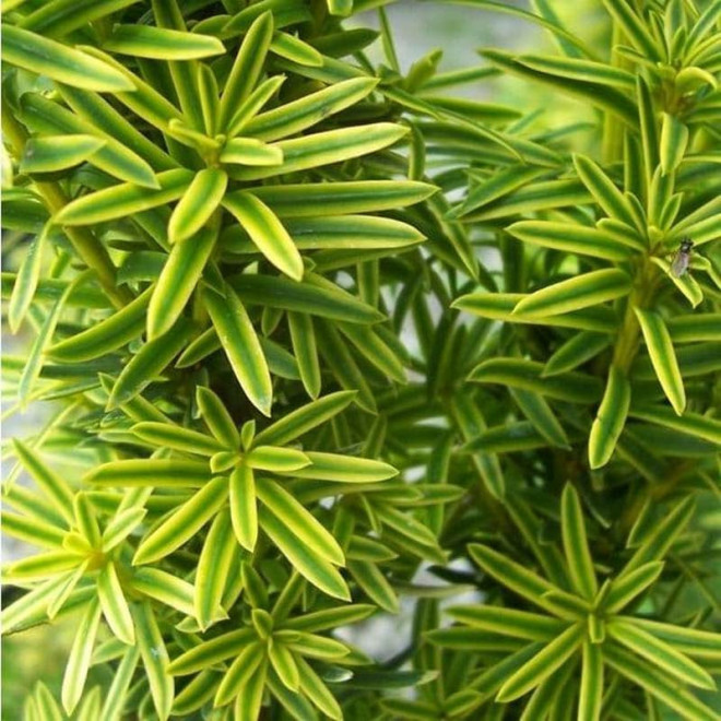 Taxus baccata Cis pospolity David Taxus baccata Cis pospolity David