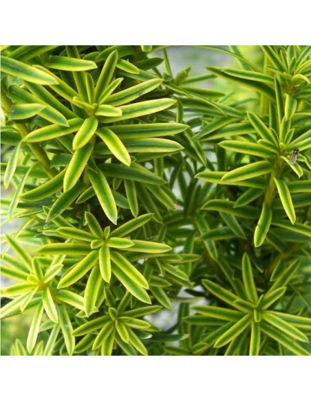 Taxus baccata Cis pospolity David