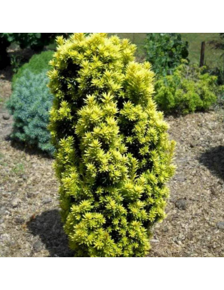 Cis pospolity David Taxus baccata