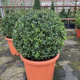 Ostrokrzew karbowanolistny Convexa Ilex crenata