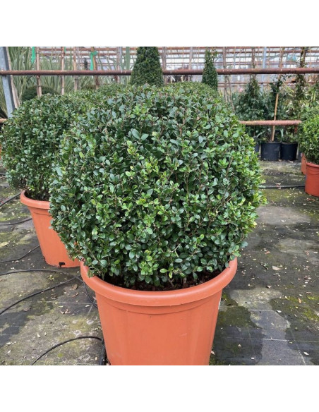 Ostrokrzew karbowanolistny Convexa Ilex crenata