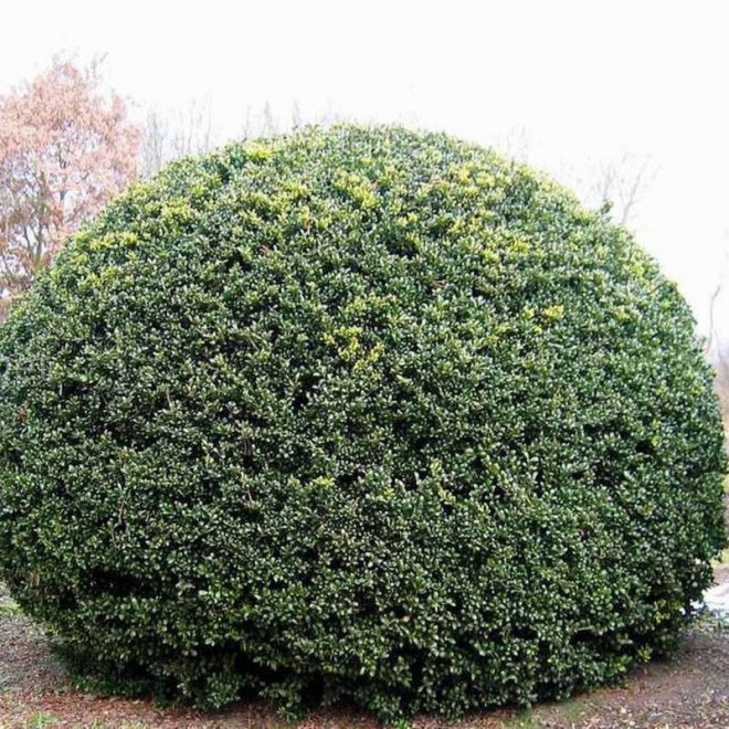 Ilex crenata Ostrokrzew karbowanolistny Convexa