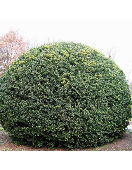 Ilex crenata Ostrokrzew karbowanolistny Convexa