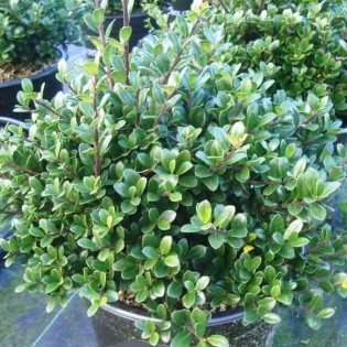 Ostrokrzew karbowanolistny Green Hedge Ilex crenata