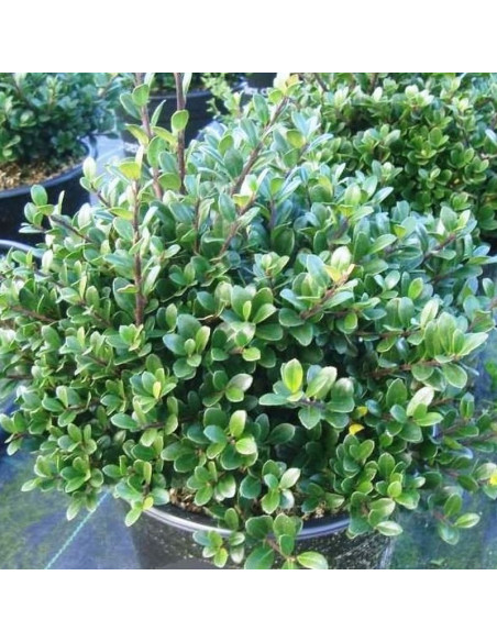 Ostrokrzew karbowanolistny Green Hedge Ilex crenata
