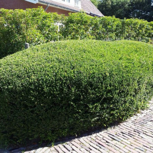 Ostrokrzew karbowanolistny Green Hedge Ilex crenata 2