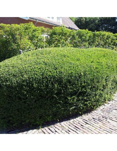 Ilex crenata Ostrokrzew karbowanolistny Green Hedge