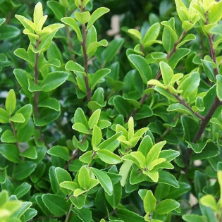 Ostrokrzew Maximowicza Ilex maximowicziana var. kanehirae