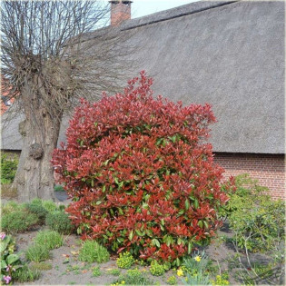 głogownik Frasera Photinia fraseri Red Robin 2