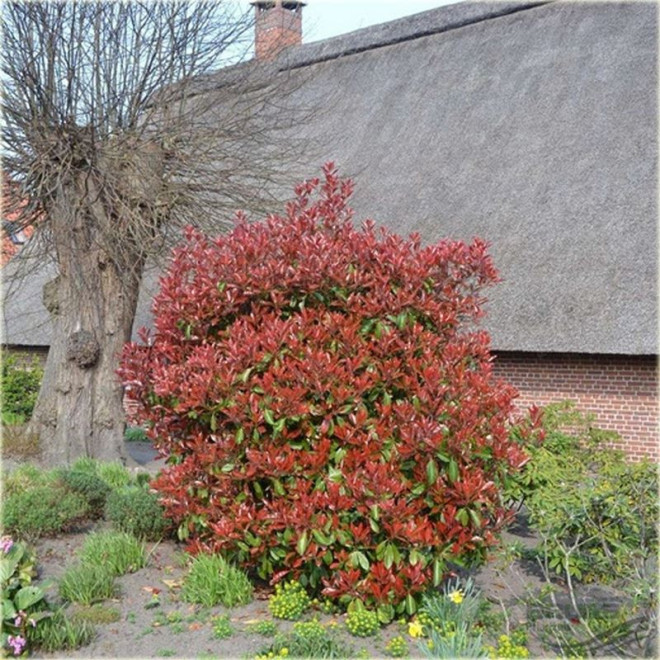 głogownik Frasera Red Robin Photinia fraseri