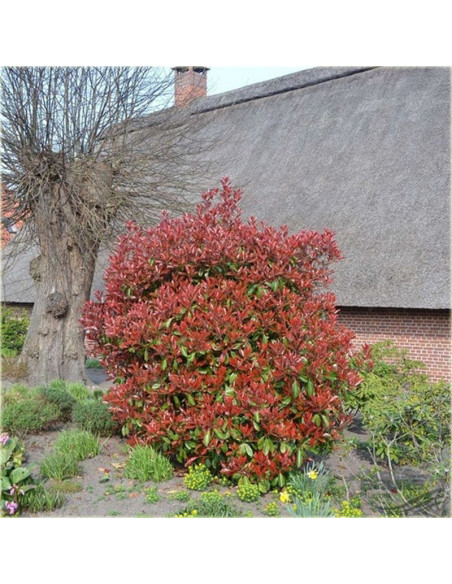 głogownik Frasera Red Robin Photinia fraseri