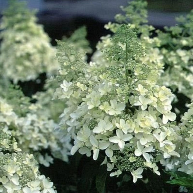 Hortensja bukietowa Dolly Hydrangea paniculata