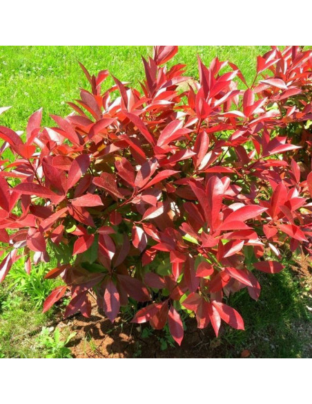 Red Robin Photinia fraseri głogownik Frasera