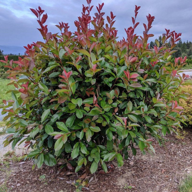 głogownik Frasera Photinia fraseri Red Robin