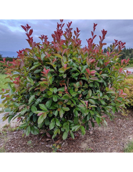 głogownik Frasera Photinia fraseri Red Robin