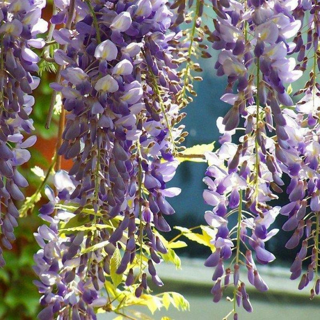 Glicynia chińska Wisteria chinensis