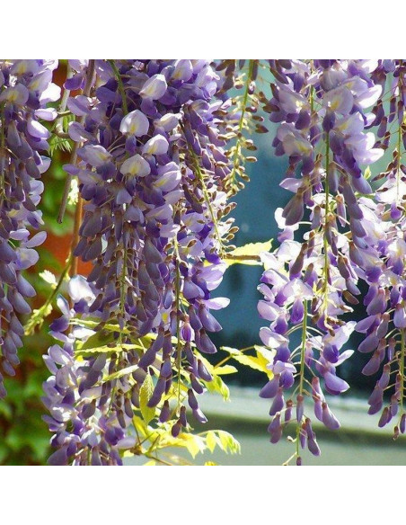 Glicynia chińska Wisteria chinensis