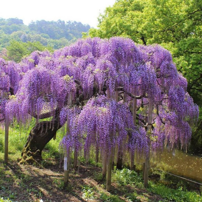 Wisteria chinensis Glicynia chińska