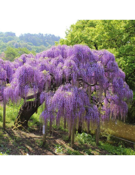 Wisteria chinensis Glicynia chińska