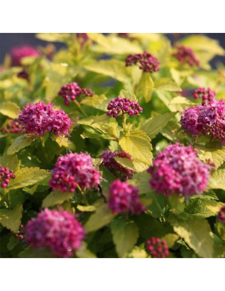 Tawuła japońska Macrophylla Spiraea japonica